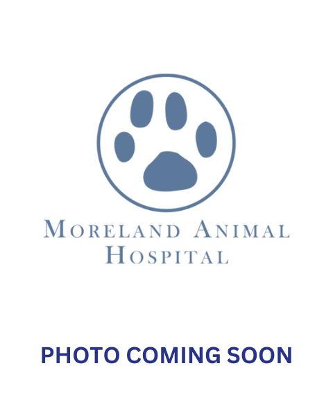 Moreland Animal Hospital coming soon image
