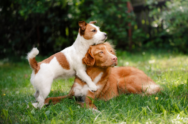 Moreland Animal Hospital Staff