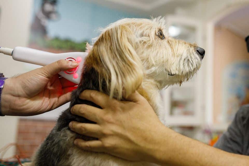 Dog being held while having laser therapy done
