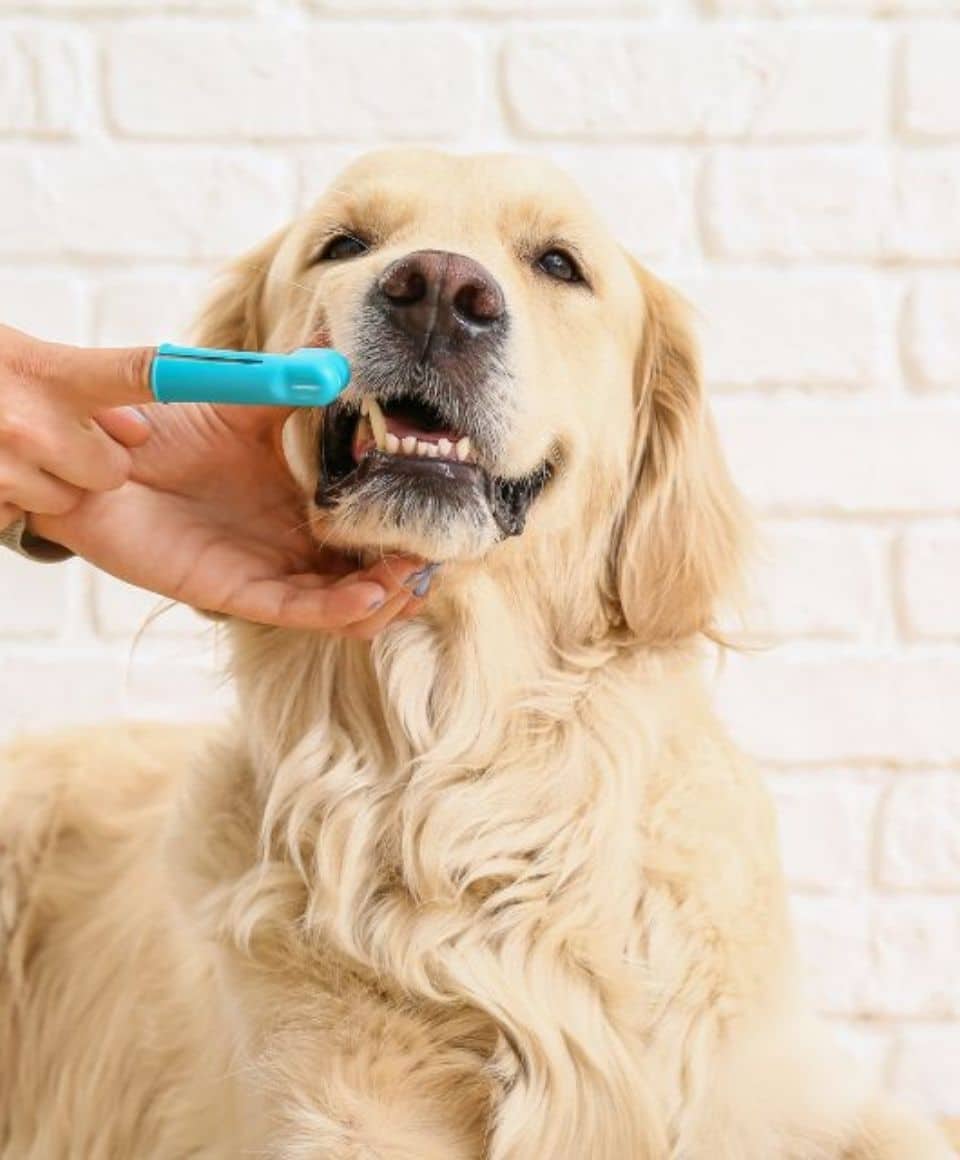 A person brushing teeth of cute dog