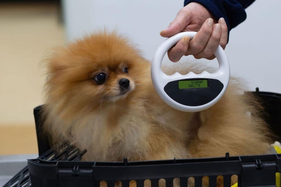 Veterinarian scanning a dog's body for a microchip
