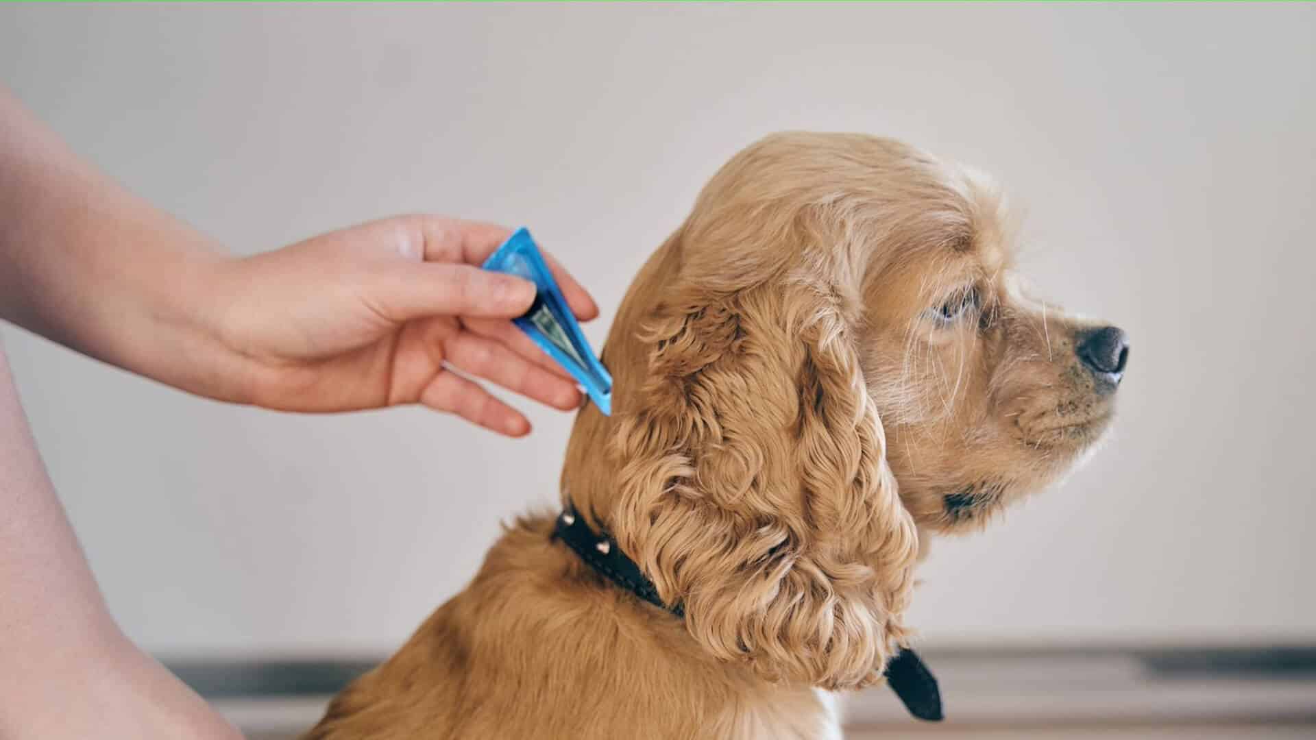The dog is treated with a flea remedy