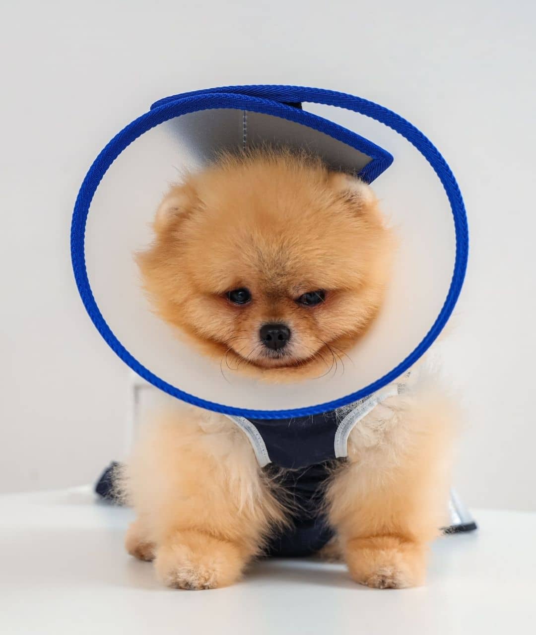 Fluffy dog with an elizabethan recovery collar